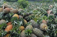 它可能就是一个配料？